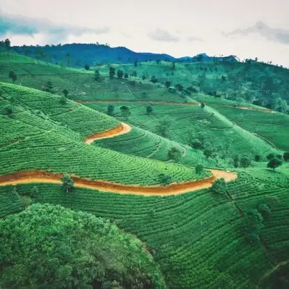 ella tea Ella is surrounded by lush tea plantations.